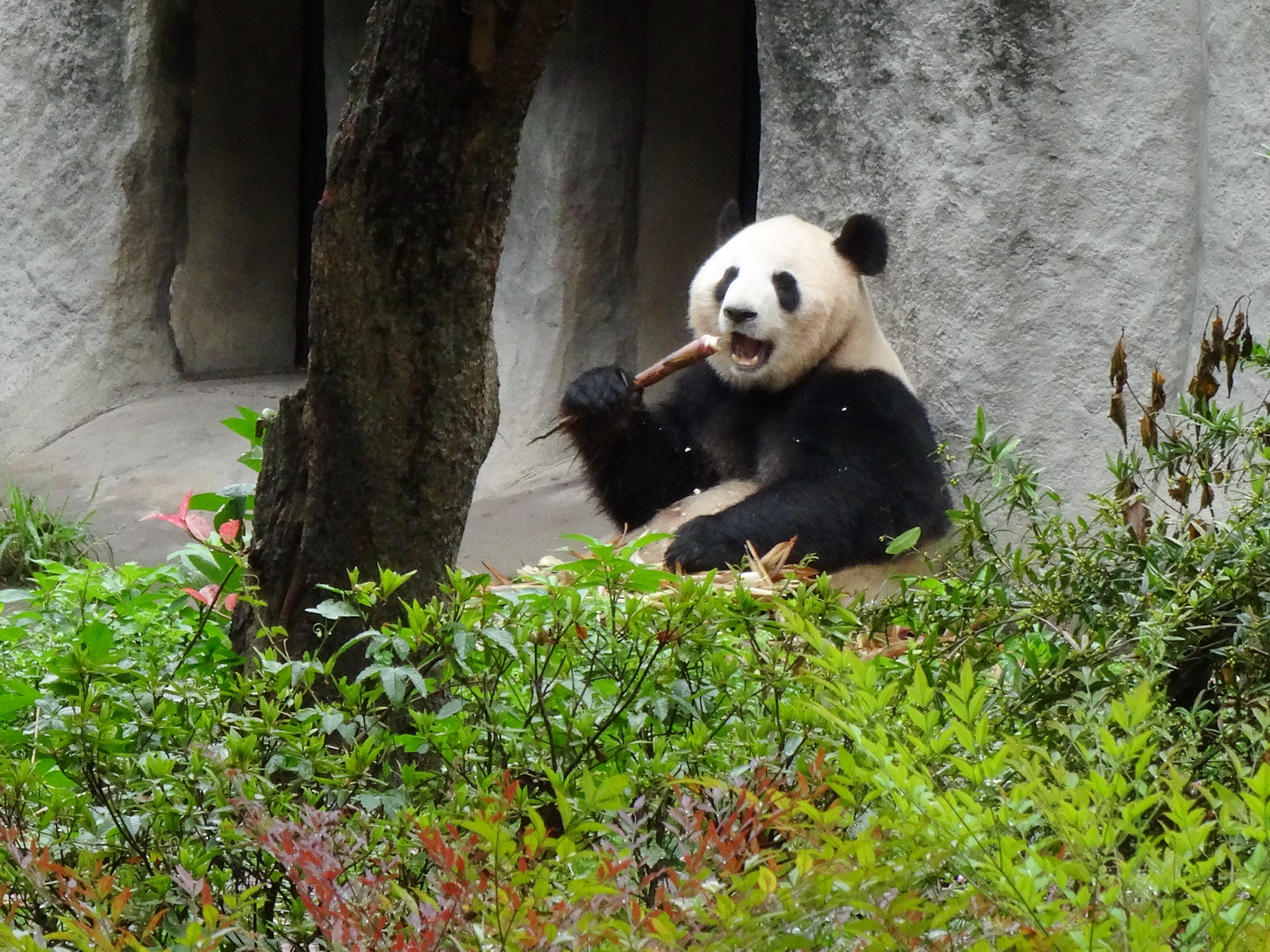 Pandas in Chengdu